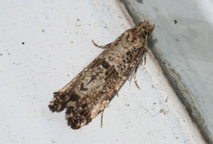 Tineidae:  Morophaga choragella